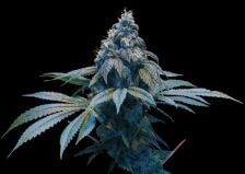 Kush Dreams