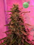 Guatemala Sativa