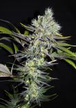 CBD Sweet n Sour Widow