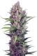 Cream Mandarine Fast Version Cream Mandarine Fast Version