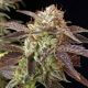 BC God Bud BC God Bud