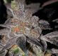Animal Cookies
