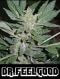 Dr. Feelgood